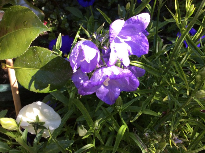 campanula rain and sun