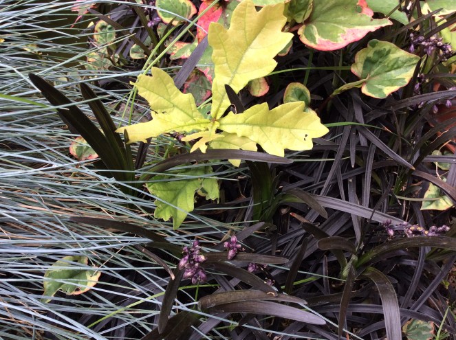 grasses and oak sapling