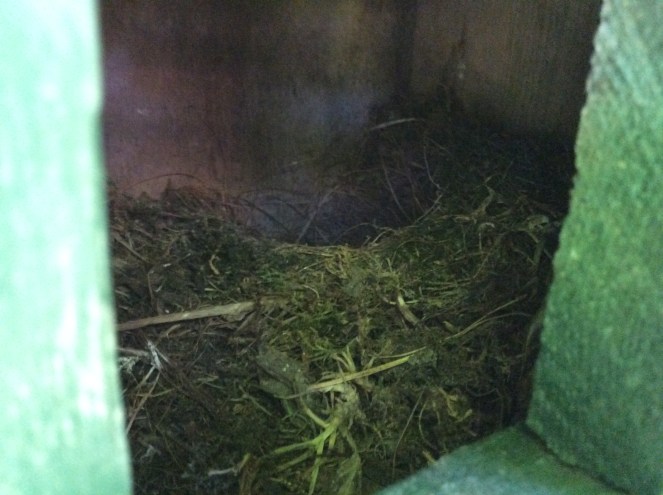 robins nest
