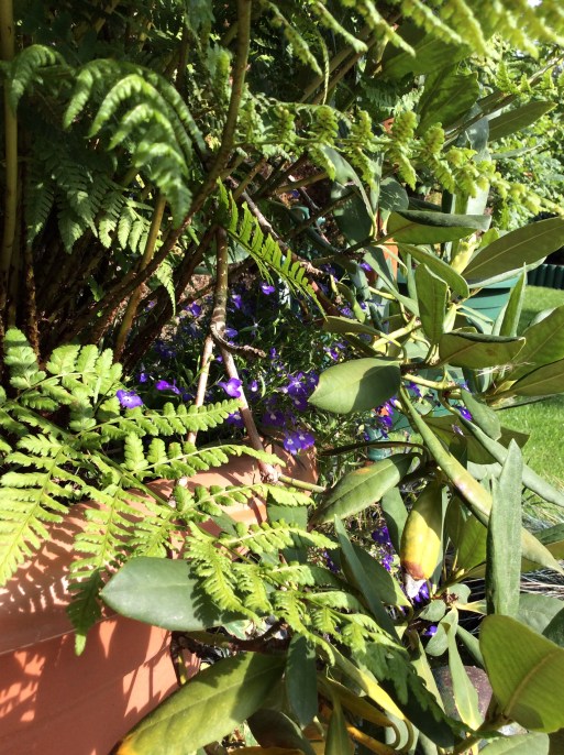 fern and lobelia