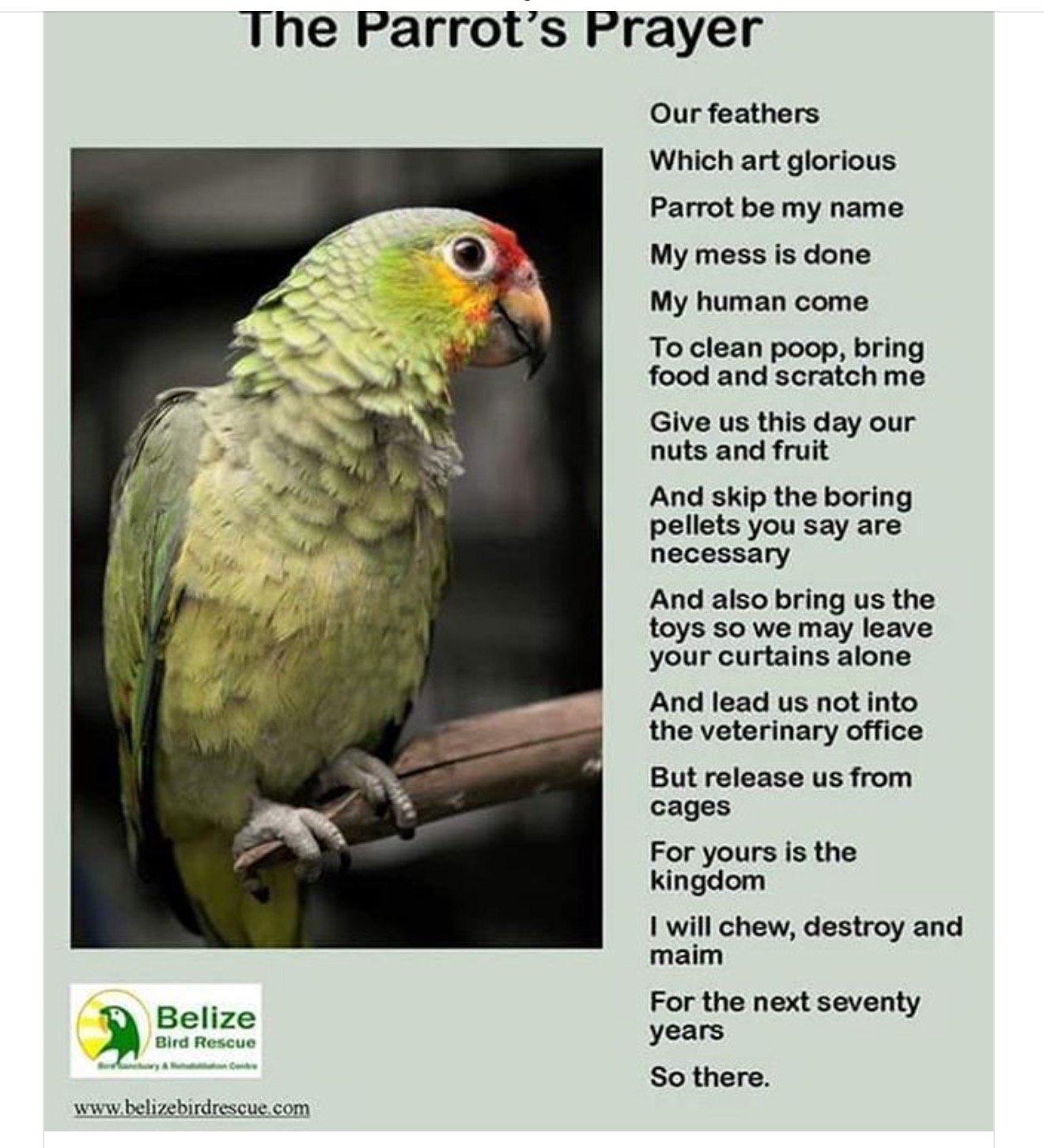 parrot prayer